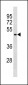 BCL6B Antibody (Center)